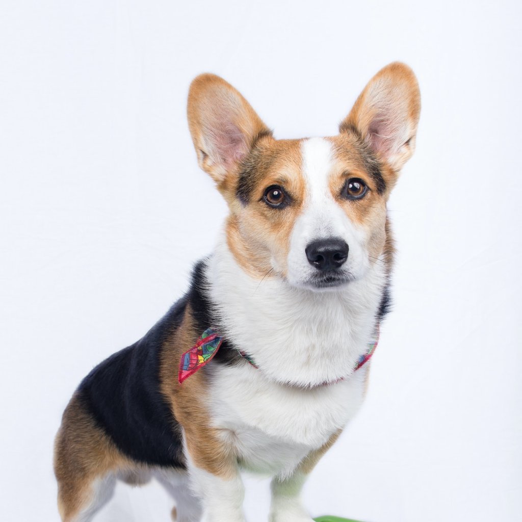 Animais de Estimação